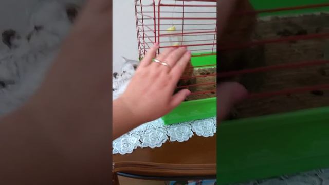 ДОБРОЕ УТРЕЧКО !!! И ХОРОШЕГО ДНЯ! ЗАБАВНЫЕ ЖИВОТНЫЕ КОТИК И МОРСКАЯ СВИНКА !!!ПРИКОЛ И ЮМОР