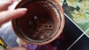 Посадка корней  Ранунклюс.Лютик.Весенняя пересадка комнатных растений.Часть 6