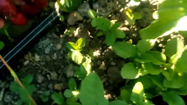 Клубника сорт Купчиха
