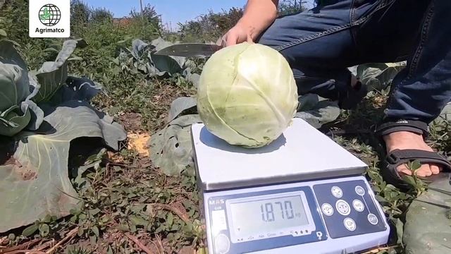 Капуста Бейсбол от Asia Seed смотреть онлайн