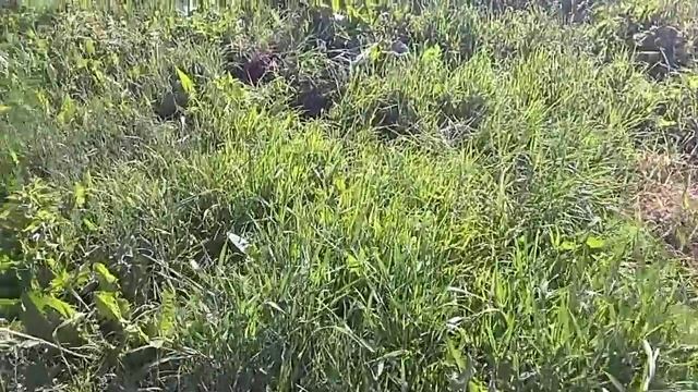 Посадил Зизифус(Унаби, Китайский финик)/Planted Ziziphus (Unabi, Chinese date) смотреть онлайн