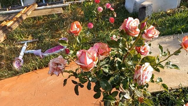 Розы. Последние цветы сезона 2023 смотреть онлайн