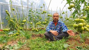 ПОЧЕМУ ТОМАТЫ ДОЛГО НЕ ЗРЕЮТ? КАК УСКОРИТЬ СОЗРЕВАНИЕ ТОМАТОВ? РАБОТА НАД ОШИБКАМИ