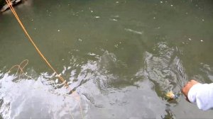 Pre-Front Bass Fishing!! KING OF THE CREEK in N. Georgia!! (PB SMALLMOUTH!!!)