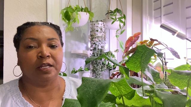 Easy Calathea Musaica House Plant Care Tips How to Care for Calathea Network Maranta Prayer Plant смотреть онлайн