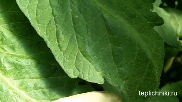 Недостаток железа на томатах смотреть онлайн