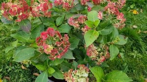 Крупнолистная гортензия Popcorn,Doppio Bianco (Hydrangea macrophylla)9 октября 2022г.