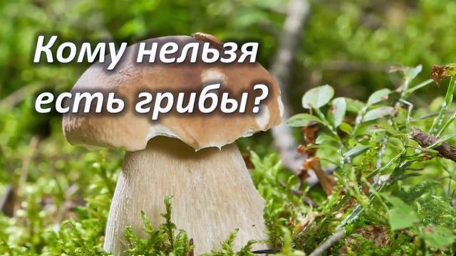 ГРИБЫ – польза и вред! Кому нельзя есть грибы? КАК нужно есть грибы? смотреть онлайн