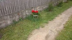 Как избавиться от хвоща в огороде ???
