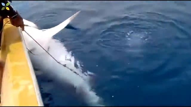 Рыбалка  Топ 5 Крупных Рыб, Пойманных в Море    Удивительные Навыки Рыбалки, ловля большого Тунца