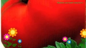 Томат обыкновенный Мисс Мира. Краткий обзор, описание характеристик, где купить семена