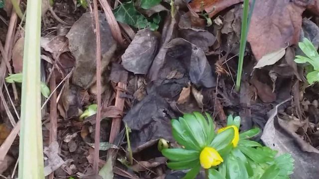 Flowers in winter Aconites- Eranthis Hyemalis смотреть онлайн