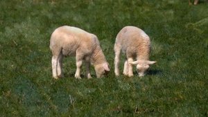 Review GH5 & Lumix G Vario 14-140 F 3.5-5.6