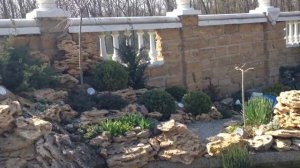 Кометы зимовали в пруду.