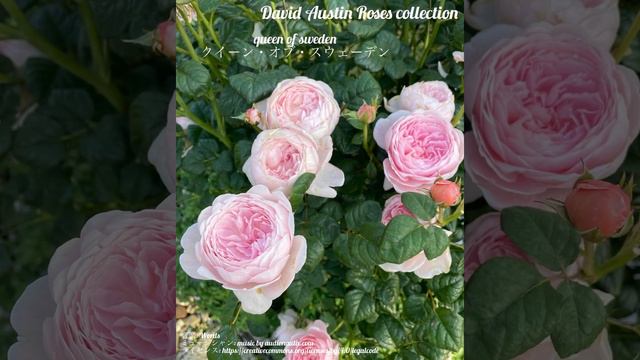 David Austin Roses collection