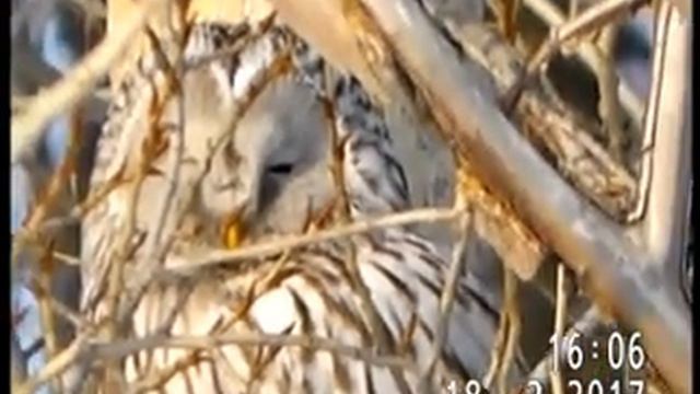 ДЛИННОХВОСТАЯ НЕЯСЫТЬ НА ИРТЫШЕ В ПАВЛОДАРЕ смотреть онлайн