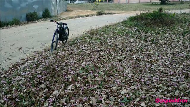 IPÊ ROSA - Handronanthus avellanedae (Série aqui do canal "Visitando Árvores" #2) #flores #ipe смотреть онлайн