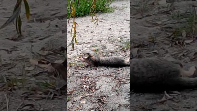 смешное.крошечка крот и бешенный кот, звезда ютуба)) small mole and crazy cat, YouTube star)) смотреть онлайн