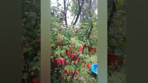 #фуксия/фуксия гибридная/ампельная/сортXL- баскит Блэки/