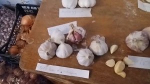 Сорта чеснока для хранения. Продолжение эксперимента. Озимый лук, сорта,сроки посадки.