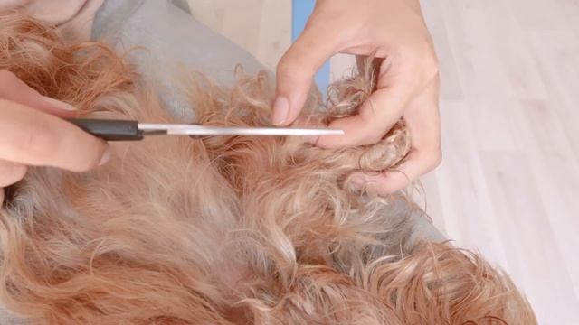 Как бороться с колтунами у собак? смотреть онлайн