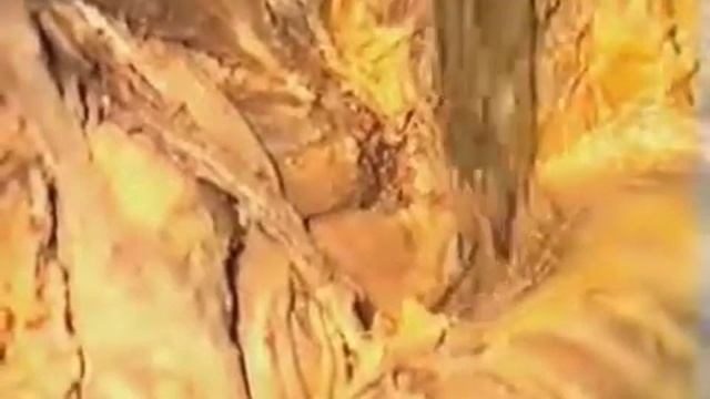 Топографическая анатомия ягодичной области