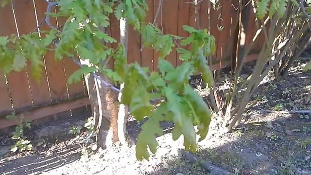 Дача 15 мая 2016 смотреть онлайн