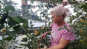 Сорта "Ассоль" и "Дробленое сердце"- Плясуновой. Оригинальные сорта для теплиц.