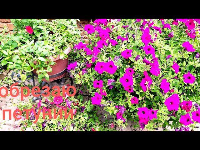 Подкормка петунии для пышного цветения. Подкормка петунии для пышного цветения. Подкормка петуний. Удобрение для петуний. Петуния риманжетта.