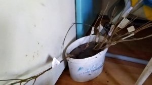 Распаковка саженцев плодовых деревьев из интернет магазина Agro-market24.ru