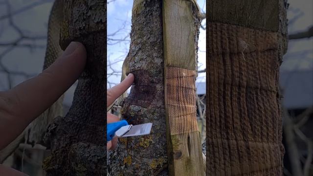 Как нельзя вешать скворечник, исправляю ошибки. смотреть онлайн