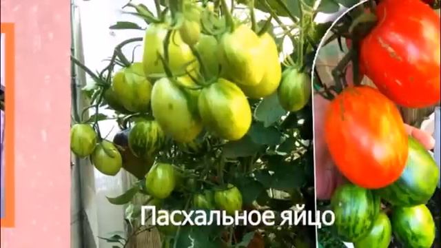 Самые стойкие, самые урожайные и вкусные сорта томатов! смотреть онлайн