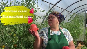 Вкусный, крупный, салатный томат – Малиновый слон