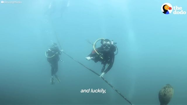 Guy Saves Yellow Eel With Hooks In His Mouth | The Dodo смотреть онлайн