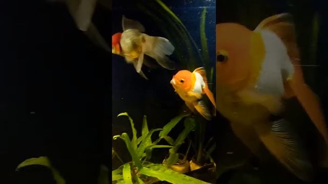 Oranda Red Cap...15 см. Оранда красная шапка