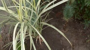 Вейгела Lime monster, гортензия Skyfall, буддлея Buzz velvet и другие растюхи