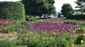 5 anledningar till att odla purpurlök / Allium 'Purple Sensation' i din trädgård