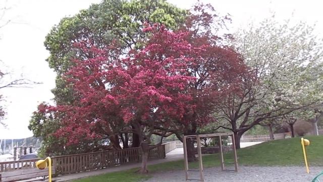 Beautiful Crabapple Trees in Bloom смотреть онлайн