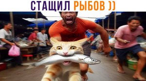 СТАЩИЛ РЫБОВ ))) | Приколы с котами | Мемозг 1338