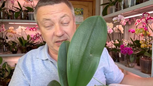 ЗАЧЕМ срезать ЗДОРОВЫЕ листья орхидей // сохнут и чернеют кончики листьев орхидеи