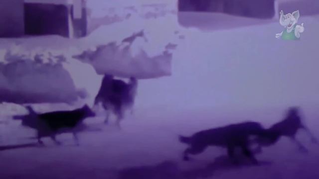 Слоненок Такого не Ожидал / Сражения Животных Снятые на Камеру смотреть онлайн