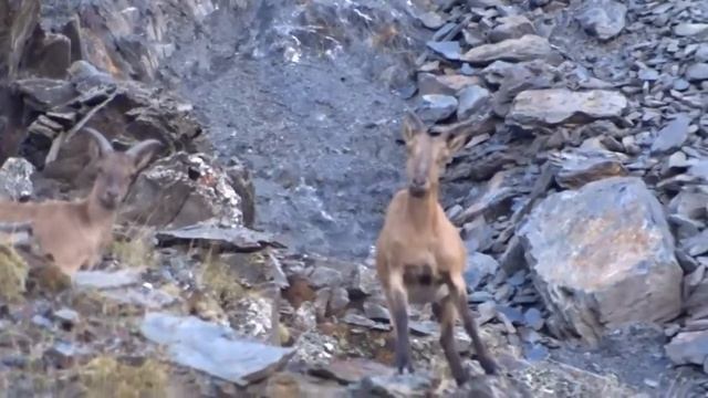 ГОРНЫЕ КОЗЛЫ - Выдающиеся скалолазы смотреть онлайн