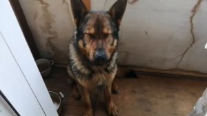 Как держать в городской квартире собаку которая жила на цепи.