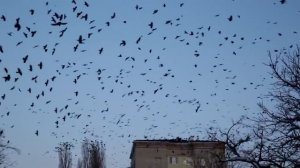 Александр Юрпалов - Вороны