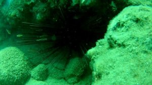 Турция 2021. Дайвинг