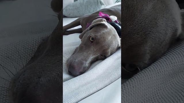 This is what Vv  do after shower most of the time!!!#weimaraner