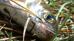 Чудеса рядом. Тальяны 14 10 15