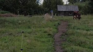 Приучаем телку к электропастуху/ Коров кормить нечем/Какая Порода коровы/ Цена сена/