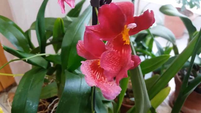 Ορχιδέες Μπουρραγκεαρα(Burrageara)Nelly Isler και ονσιντιουμ(oncidium)Tsiku Maguerit άνθισαν πλήρως смотреть онлайн