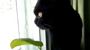 кот чирикает)))))